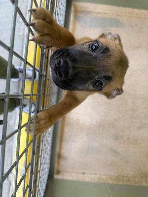 Hughie, Shepherd/Mix, available for adoption