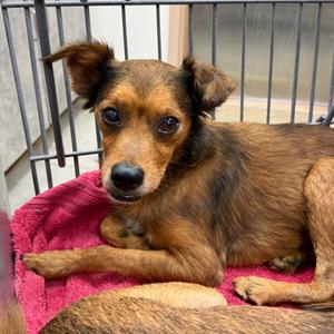 Gordy, Chihuahua/Mix, available for adoption