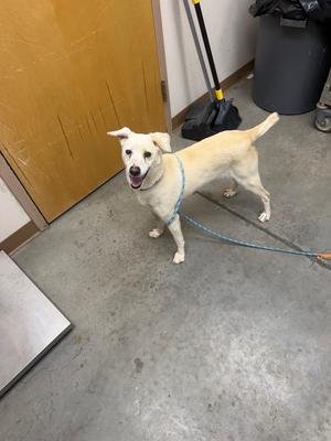 Angelica, Chihuahua/Mix, available for adoption