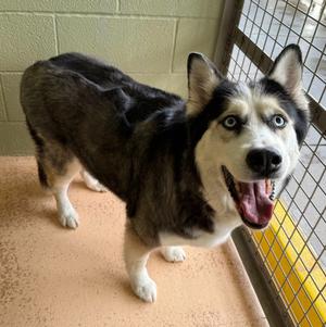 Cho, Siberian Husky, available for adoption