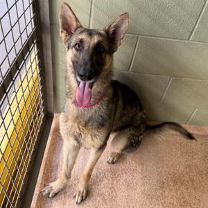 Annie, German Shepherd Dog/Mix, available for adoption