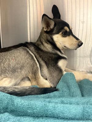 Izzy, Husky/Mix, available for adoption