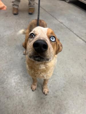 'Yote, Australian Cattle Dog/Mix, available for adoption