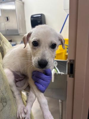 Catacombs, Lab/Shepherd Mix, available for adoption