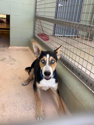 Dante, Blue Heeler, available for adoption