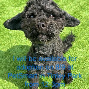 Lawrence, Poodle, senior, available for adoption