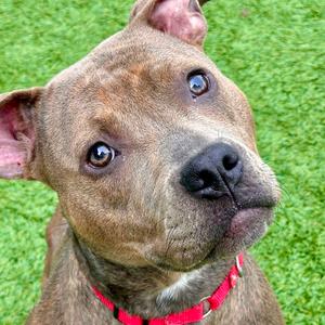 Cocoa, Mixed Breed (Medium), adult, available for adoption
