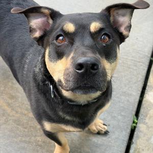 Bucho, Mixed Breed (Large), adult, available for adoption
