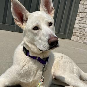 Francisco, Shepherd, young, available for adoption