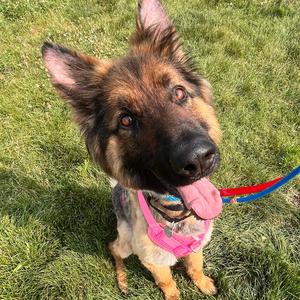 Fogerty, Shepherd, adult, available for adoption