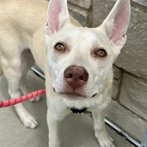 A white dog with brown eyes and a pink nose, wearing a red leash, standing on a concrete surface with a stone wall in the background.