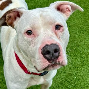 Glenn, Terrier, Pit Bull, senior, available for adoption