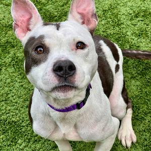 Mildred, Terrier, American Pit Bull, adult, available for adoption