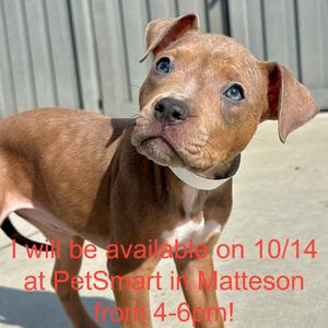Birdy, Terrier, Pit Bull, available for adoption