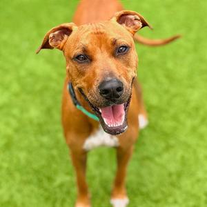 A happy brown dog with a white chest and paws, wearing a green collar, standing on a grassy field.