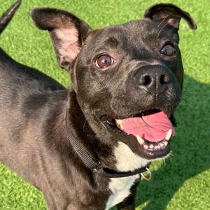 Davy Jones, Terrier, Pit Bull, adult, available for adoption