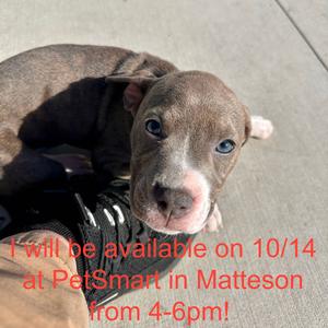 Owl, Terrier, Pit Bull, available for adoption