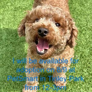 A brown, curly-haired dog with its mouth open, sitting on a green lawn. Text overlay reads: 'I will be available for adoption on 8/9 at PetSmart in Tinley Park from 12-3pm.'