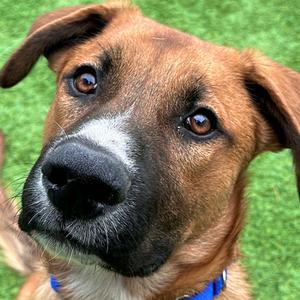 Hobbes, Mixed Breed (Medium), young, available for adoption