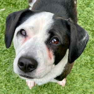 Oreo, Terrier, Rat, adult, available for adoption