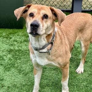 Harper, Mixed Breed (Large), senior, available for adoption