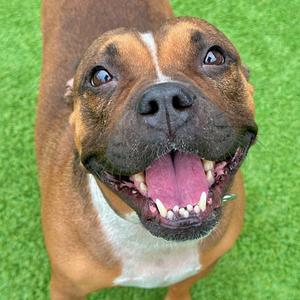 Henrietta, Terrier, Pit Bull, adult, available for adoption