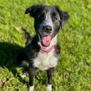 Eloise, Collie, Border, adult, available for adoption