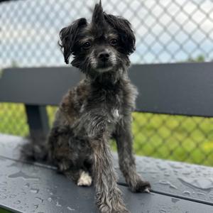 Apollo, Mixed Breed (Small), senior, available for adoption