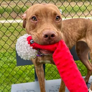 Red Dawn, Terrier, Pit Bull, adult, available for adoption