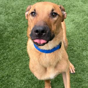 A brown dog with a blue collar standing on green grass, looking up at the camera with its tongue out.