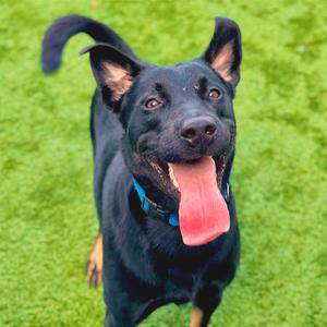 Johnny Knoxville, Shepherd, young, available for adoption