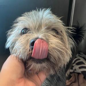 Bruno, Terrier, Yorkshire, Yorkie, adult, available for adoption