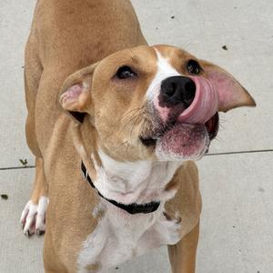 A brown and white dog with a black collar licking its nose.