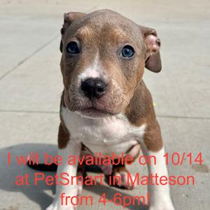 Rat, Terrier, Pit Bull, available for adoption