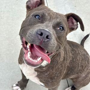 Franklin, Terrier, American Pit Bull, young, available for adoption