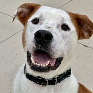 Brutus, Mixed Breed (Large), adult, available for adoption