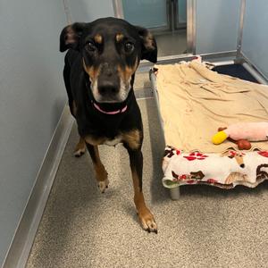 Kalani, Pinscher, Doberman, senior, available for adoption