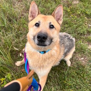 Lick Jagger, Shepherd, German, senior, available for adoption