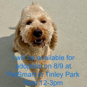 Honey, Poodle, adult, available for adoption
