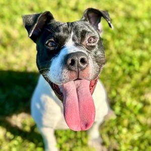 Bandit, Terrier, Pit Bull, adult, available for adoption