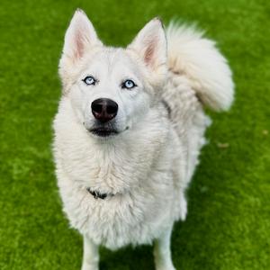 Coco, Husky, Siberian, adult, available for adoption
