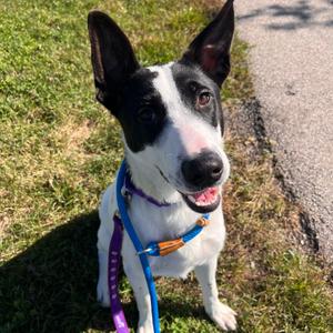 Fluffy, Cattle Dog, young, available for adoption