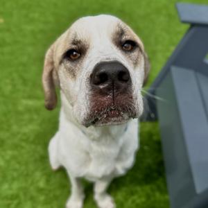 Hayle, Mixed Breed (Medium), adult, available for adoption