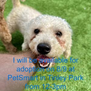 Alphabet, Poodle, adult, available for adoption