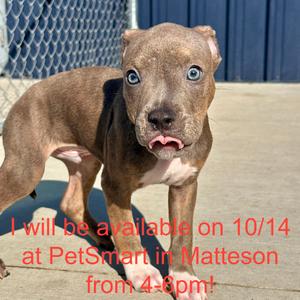 Piggy, Terrier, Pit Bull, available for adoption