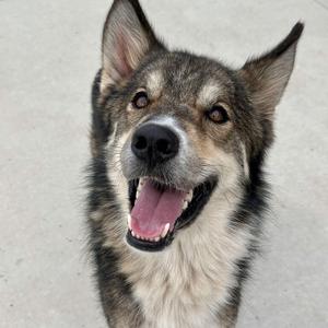 A happy dog with a black and white fur coat, its mouth open in a smile, and its ears perked up, looking directly at the camera.