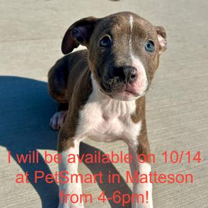 Rabbit, Terrier, Pit Bull, available for adoption