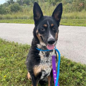 Beulah, Mixed Breed (Medium), adult, available for adoption