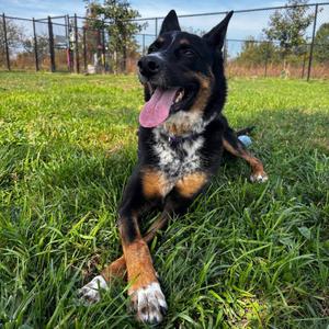 Beulah, Mixed Breed (Medium), adult, available for adoption