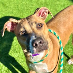 Finn, Mixed Breed (Medium), young, available for adoption